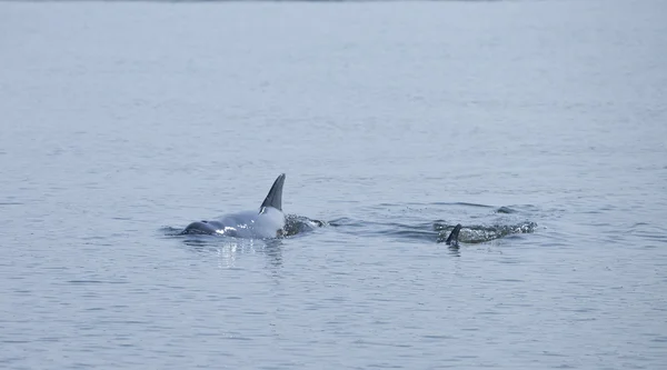 Mother and baby dolphin