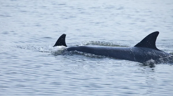 Mother and baby dolphin