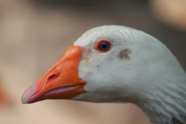 White goose close up, side view