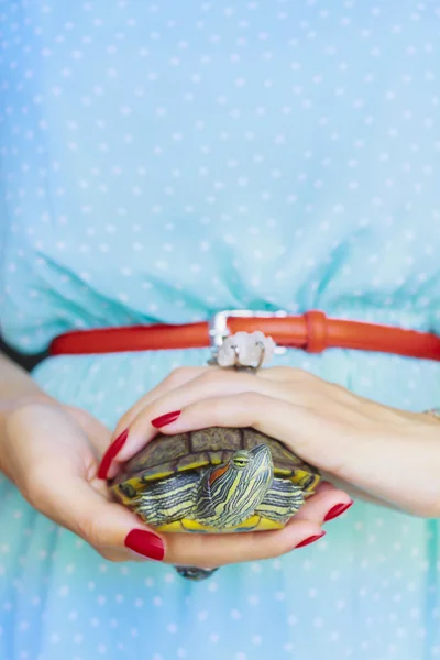 Trachemys scripta. Freshwater red eared turtle in woman hands