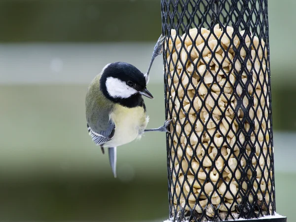 Great tit sitting on a bird feeder