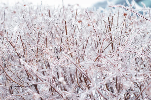 Branches covered with ice fater an ice storm