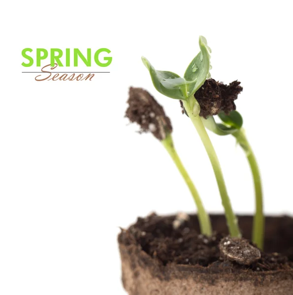 Spring season concept with sprout in brown pot with copy space