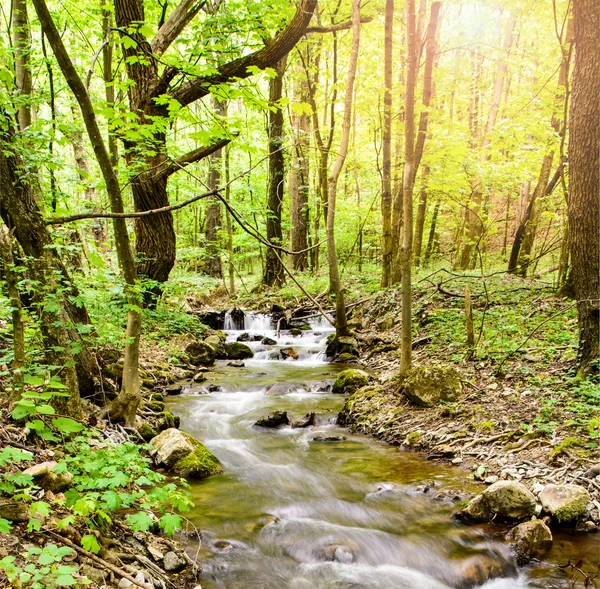 Stream in forest in Slovak Karst mountains