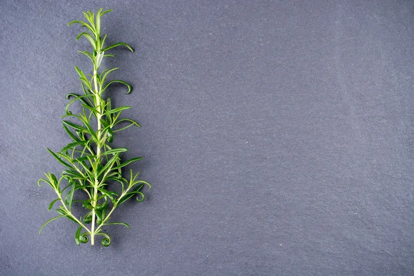 Rosemary twig on gray background