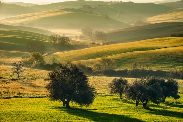 Tuscan fields and olive trees at sunrise in a mystical fog