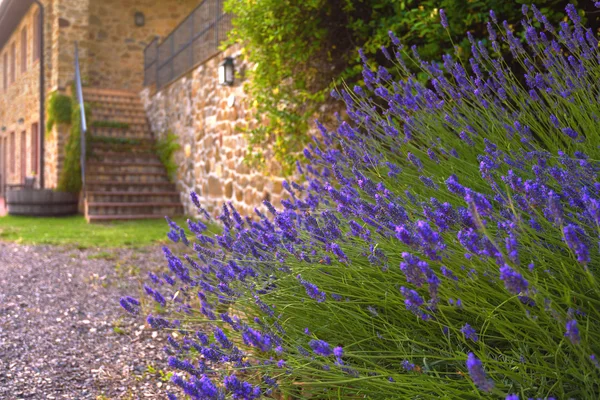 Beautiful lavender with peasant house in the background.