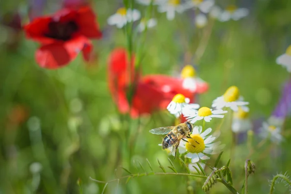 Full color meadow with dominant red color of poppies.