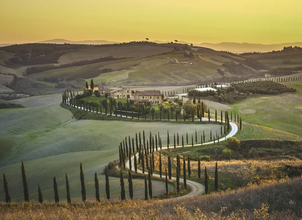 Cypress Tuscany in the beautiful landscapes of the setting sun.