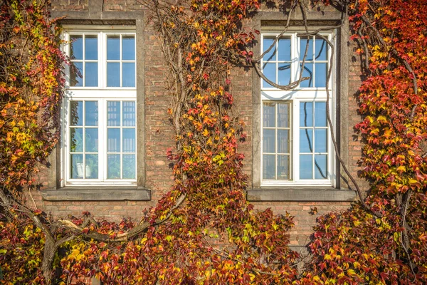 Autumn window in a Gothic building as background