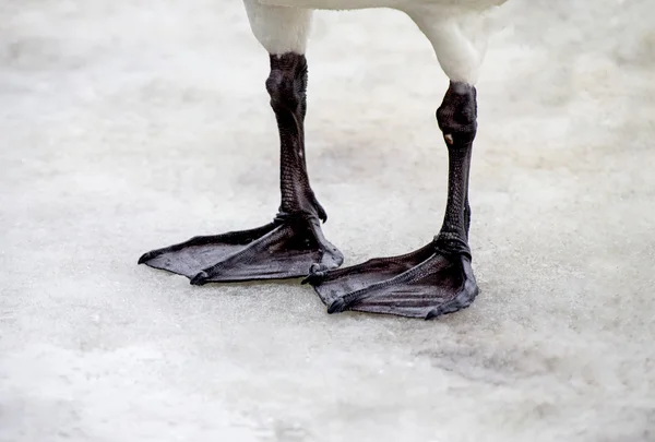 Webbed feet