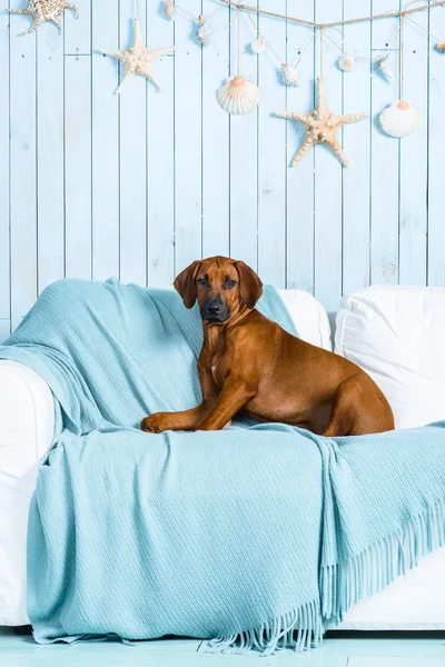 Rhodesian Ridgeback puppy on sofa in a marine style interior