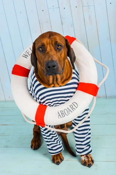 Dog-sailor with lifebuoy begging for help