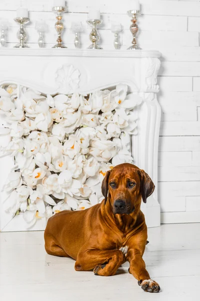 Elegant Rhodesian Ridgeback dog in front of stylized flower fireplace