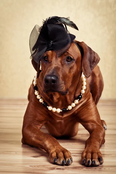 Rhodesian Ridgeback lady dressed in black hat and pearl necklace