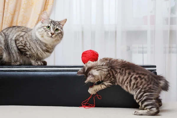 Mum cat and kitten.