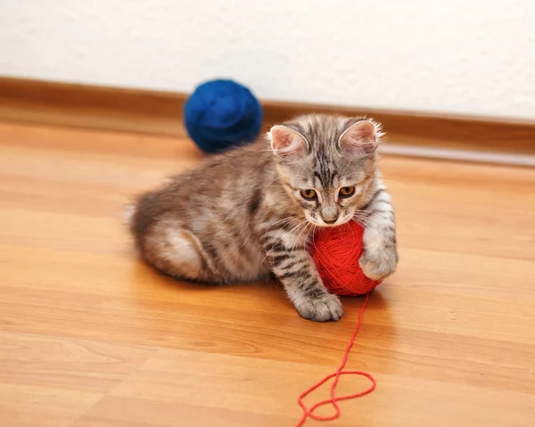 Bobtail kitten caught a ball of yarn.