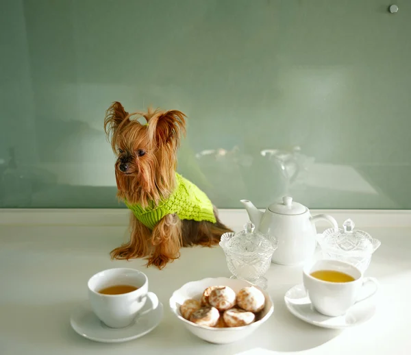 Yorkshire Terrier. Tea Party