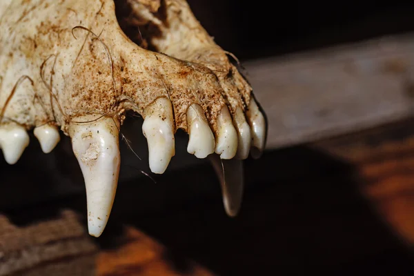 Canine skull closeup