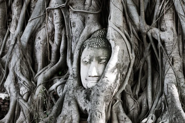 Head of Buddha, with tree trunk and roots growing around it at W