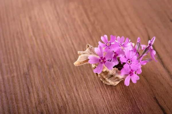 Several pink carnations placed in seashell on wooden board