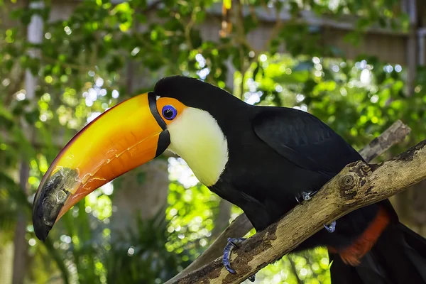 Toucan Bird