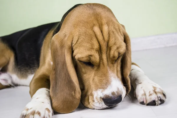 Cute beagle dog sad