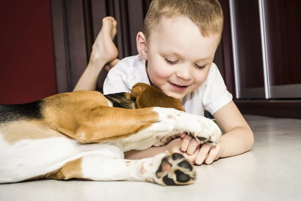 Boy plays with a beagle dog
