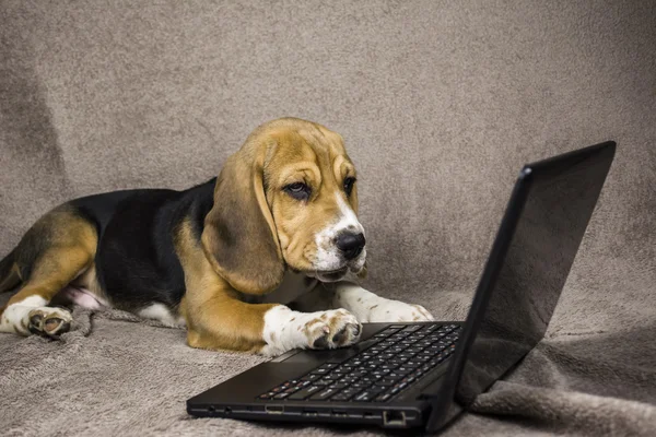 Dog playing laptop