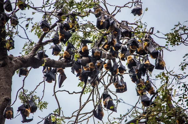 Bat hanging on a tree branch Malayan