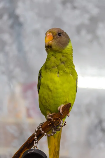 Amazonian parrot drawing. Quaker Parrot