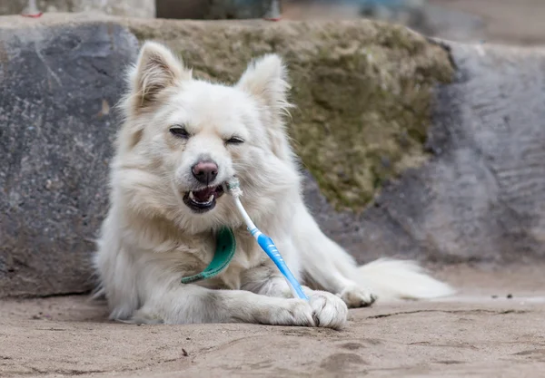 Teeth cleaning dog with toothpaste