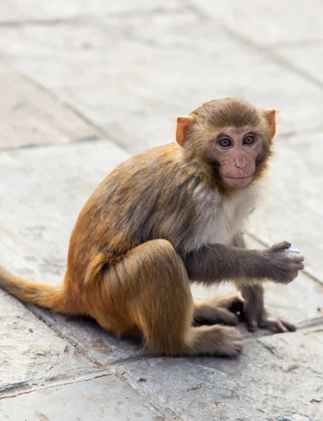 Little monkey in a Buddhist temple