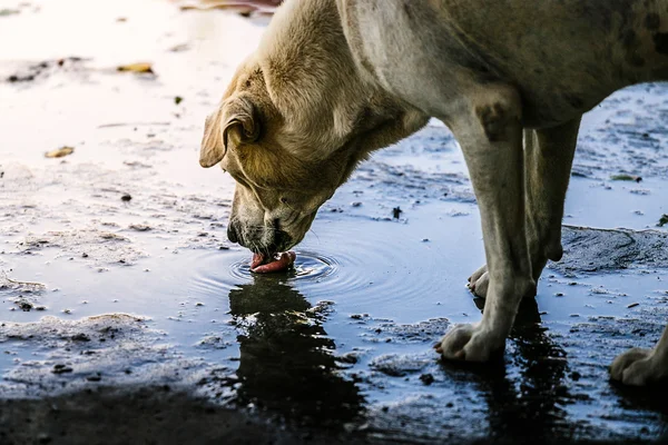 A stray dog eating water
