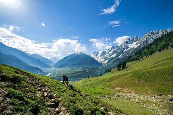 Mountains and green Field in Jammu and Kashmir