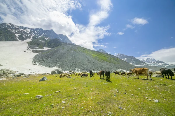 Sheep on hill