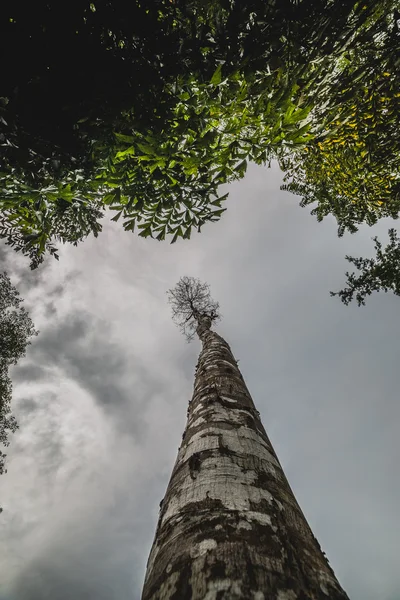 View looking up tree