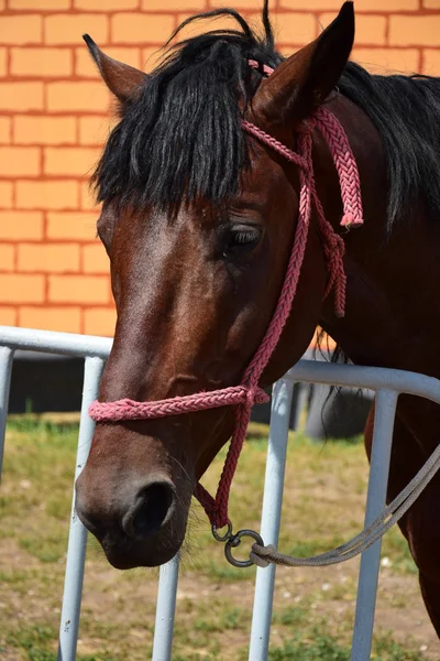 Head of a horse wearing a rope harness