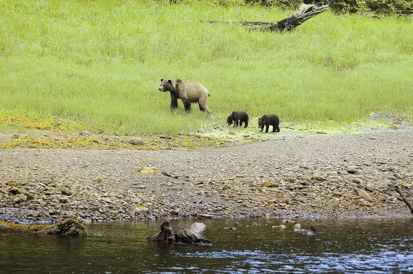 Bear with cubs by the river in forest.