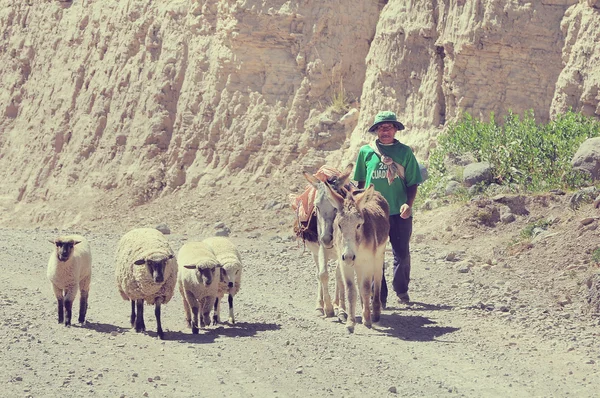Shepherd with sheeps and mules.