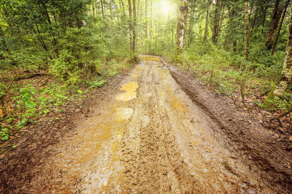 Dirty road in the forest.