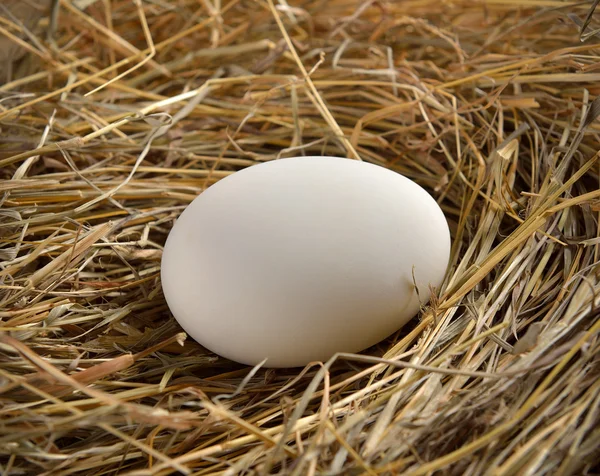 Close up of white egg in bird nest