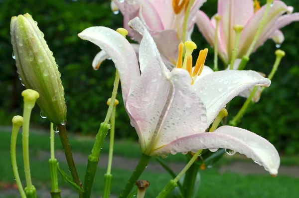 Madonna lily