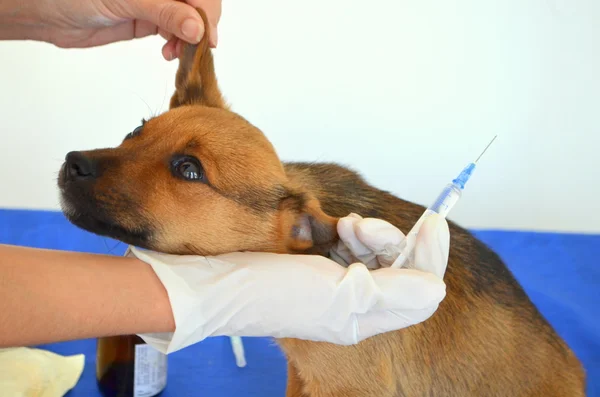 Vaccination of dogs