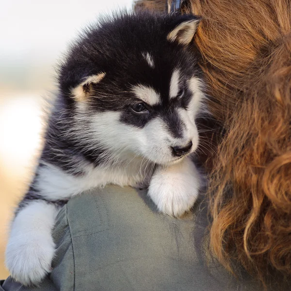 Alaskan malamute puppy