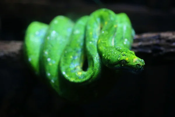 Focus dew on green snake head