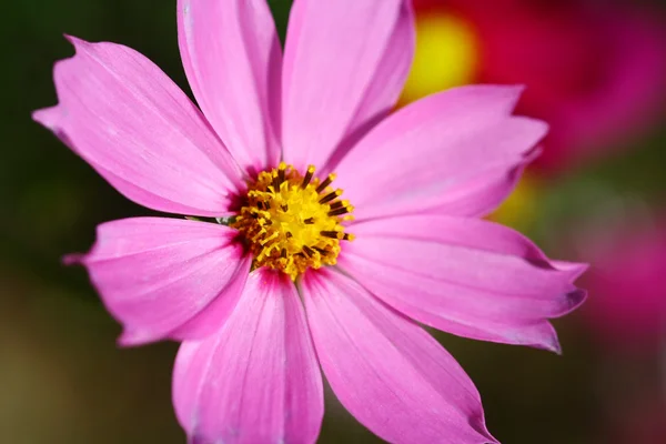 Bee pollinated on deep purple cosmos flower