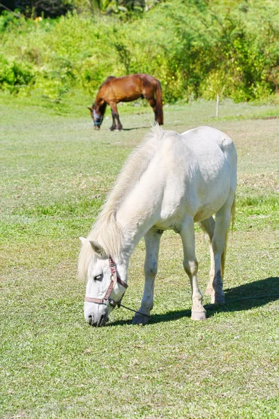 Beautiful white horse feeding in a green pasture