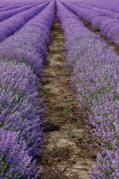 Lavender background