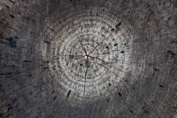 Cross-section of old tree